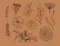 Lineart vector collection. Flowers, leaves, plants